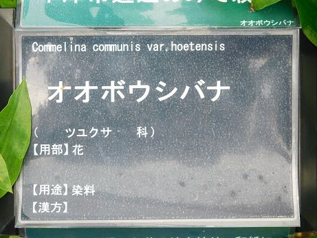 DSCN5784