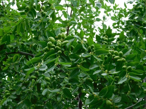 DSCN7055