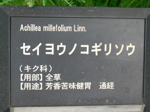 DSCN6872