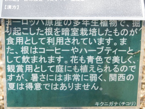 DSCN4266