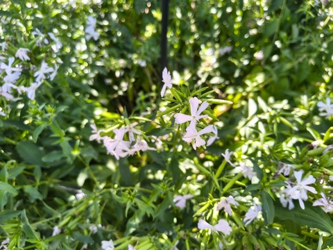 IMG_20260805_102306971_HDR