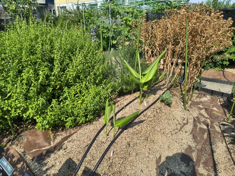IMG_20260716_153637724_HDR