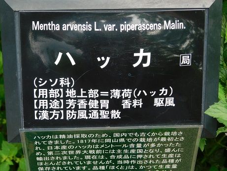 DSCN6068