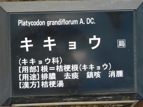 DSCN4447