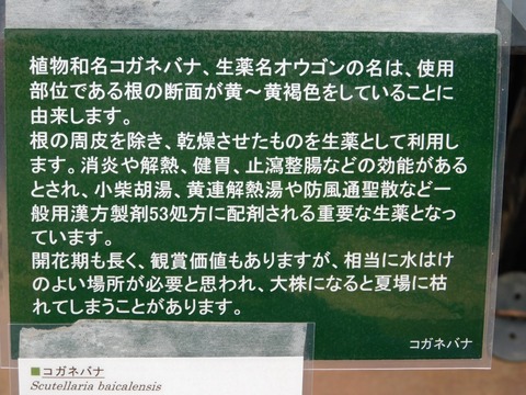 DSCN4256
