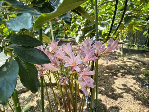 IMG_20260820_115029763_HDR