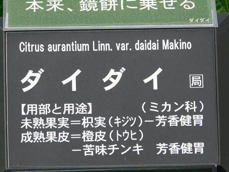 DSCN7817