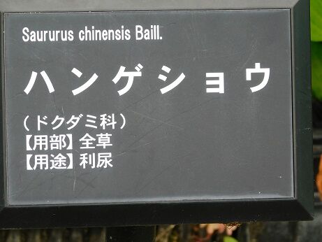 DSCN7931
