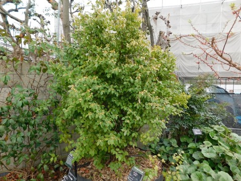 DSCN3677