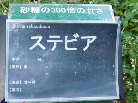 DSCN8685