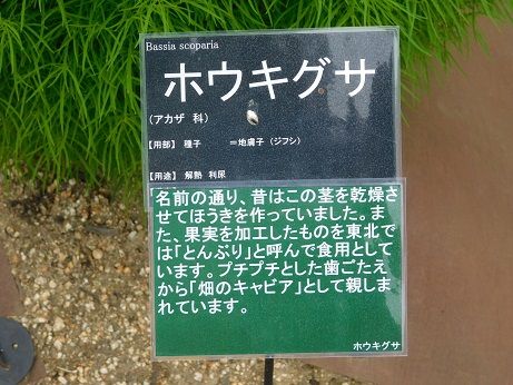 DSCN5437