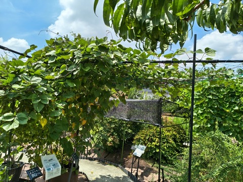 IMG_20260820_114750198_HDR