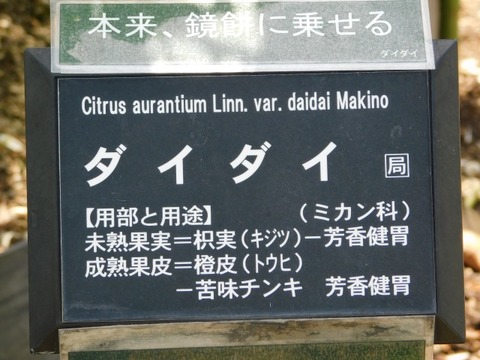 DSCN6602