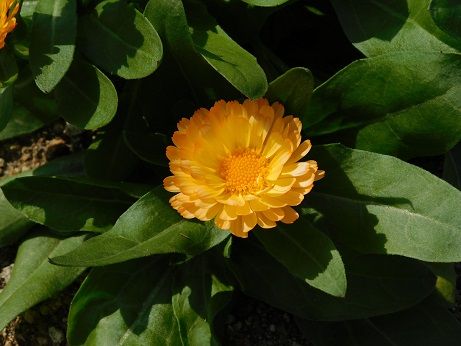 DSCN2436