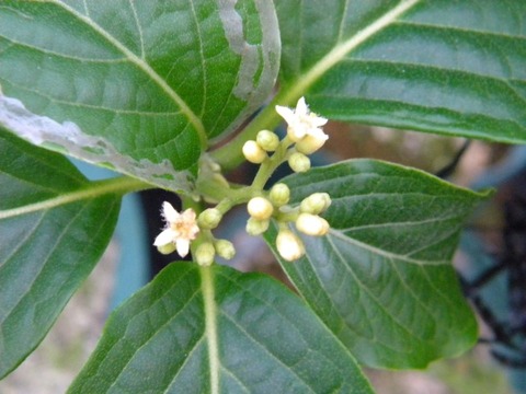 DSCN8453