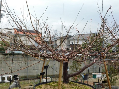 DSCN6091