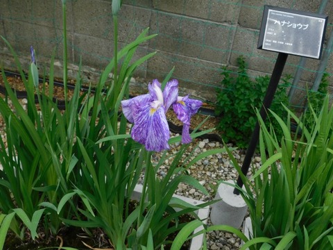 DSCN6780