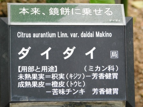 DSCN6832