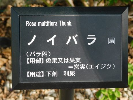 DSCN4026