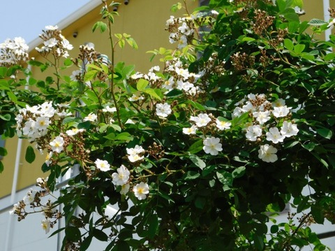 DSCN3885