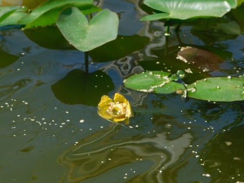 DSCN6655