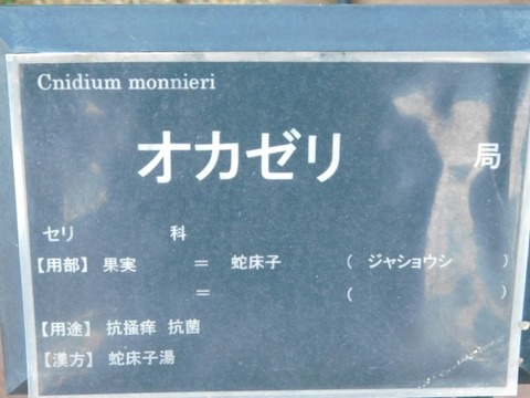 DSCN6678