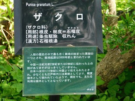 DSCN5011