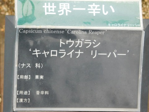 DSCN5342