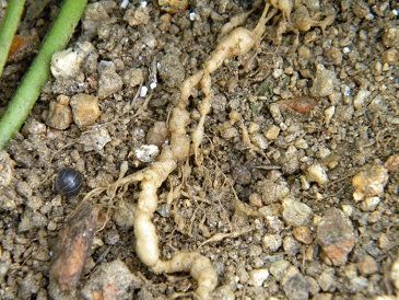 緑肥作物 近畿大学 薬用植物園のブログ