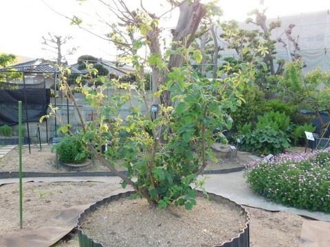 DSCN3872