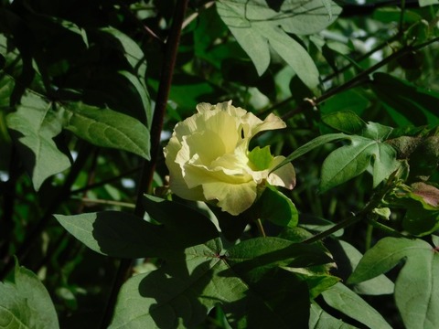 DSCN7422
