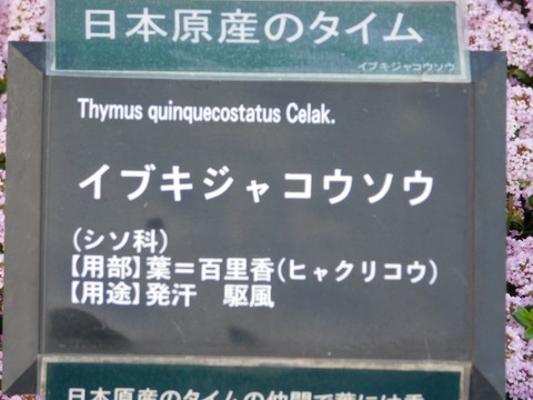 DSCN3875