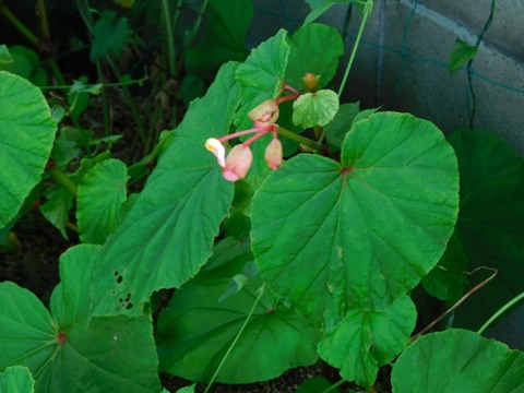DSCN7172