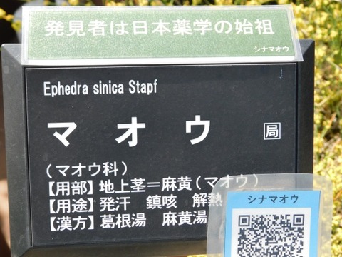 DSCN6614