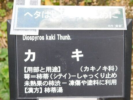 DSCN8868