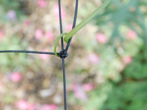 DSCN6415