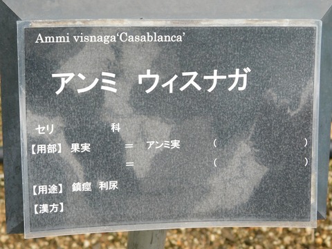 DSCN4253