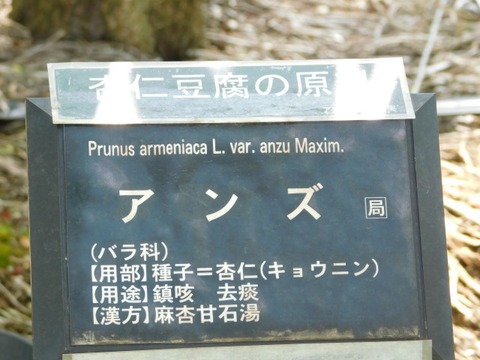 DSCN6582