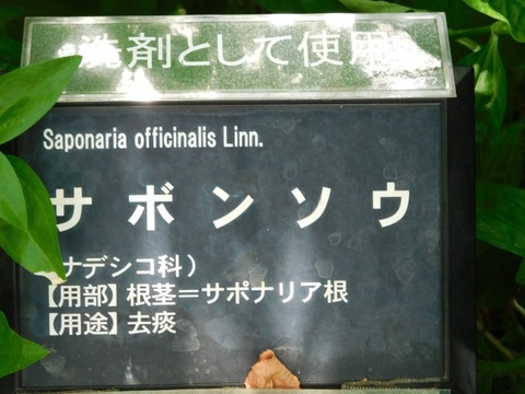 DSCN6902