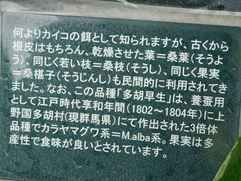 DSCN4390