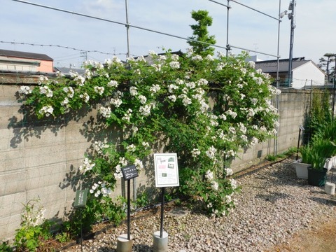 DSCN6592