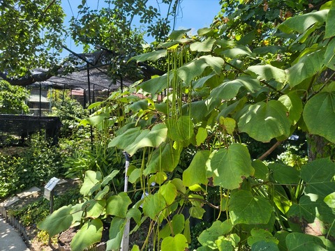 IMG_20260728_113255740_HDR