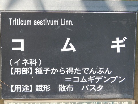 DSCN6652