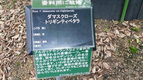DSCN8161