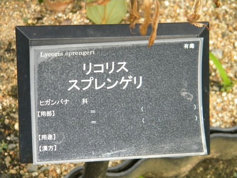DSCN9923