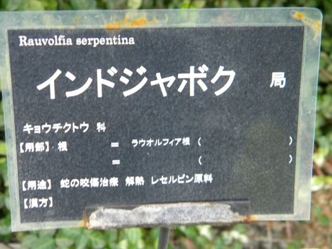 DSCN9900