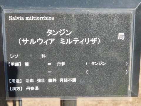 DSCN6650