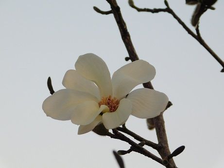 DSCN2253