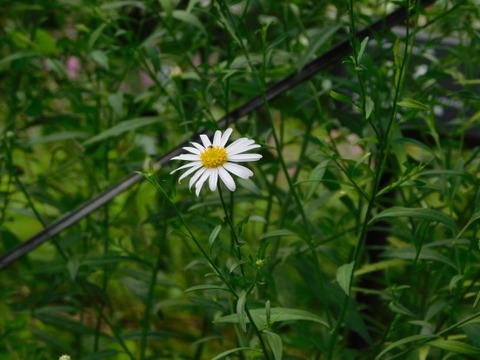 DSCN2275