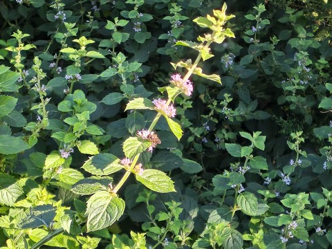 IMG_20261003_141345457_HDR